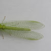 Lacewing