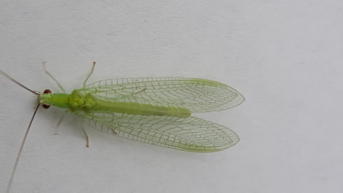 Lacewing