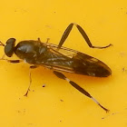 Garden or Australian Soldier Fly