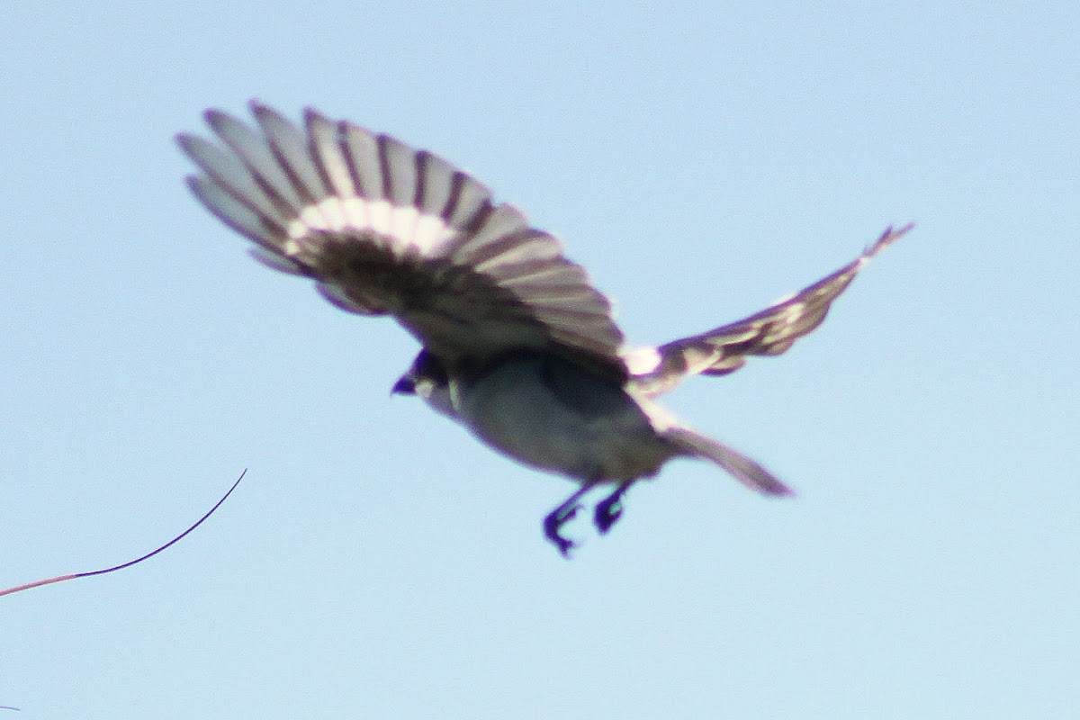 Loggerhead Shrike