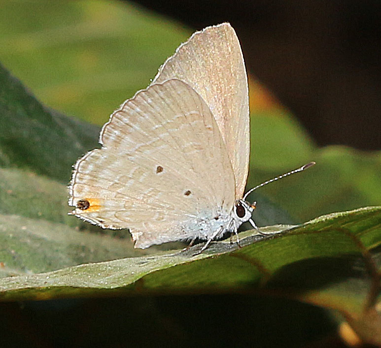 Silver Forget-me-not