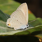 Silver Forget-me-not