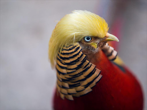 A golden pheasant is seen at Hangzhou Safari Park in Hangzhou, Zhejiang Province, China, November 13, 2016. According to local media, the pheasant gains popularity as its golden feathers resemble the hairstyle of US President-elect Donald Trump. Picture taken November 13, 2016. /REUTERS