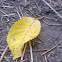 unidentified leaf