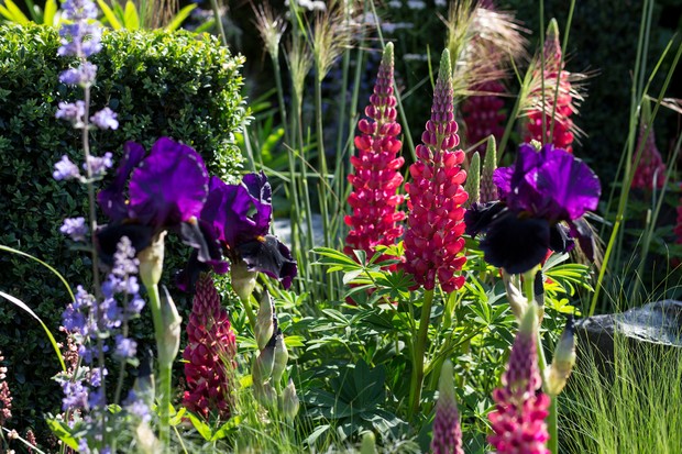 Lupin 'Gallery Red'