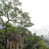 Nilgiri Tahr