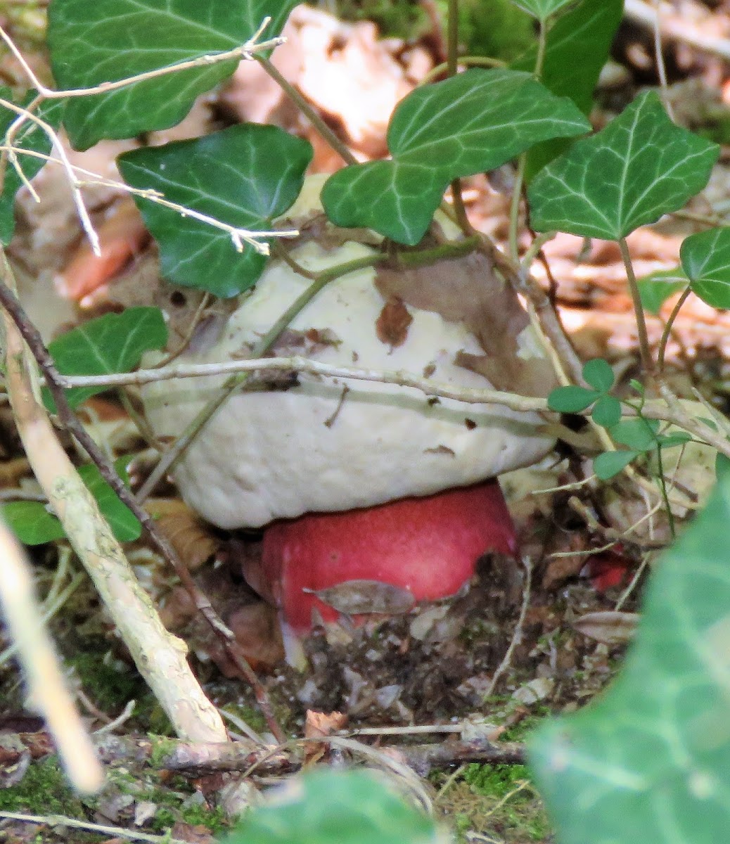 Satan's Bolete