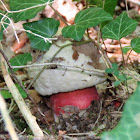 Satan's Bolete