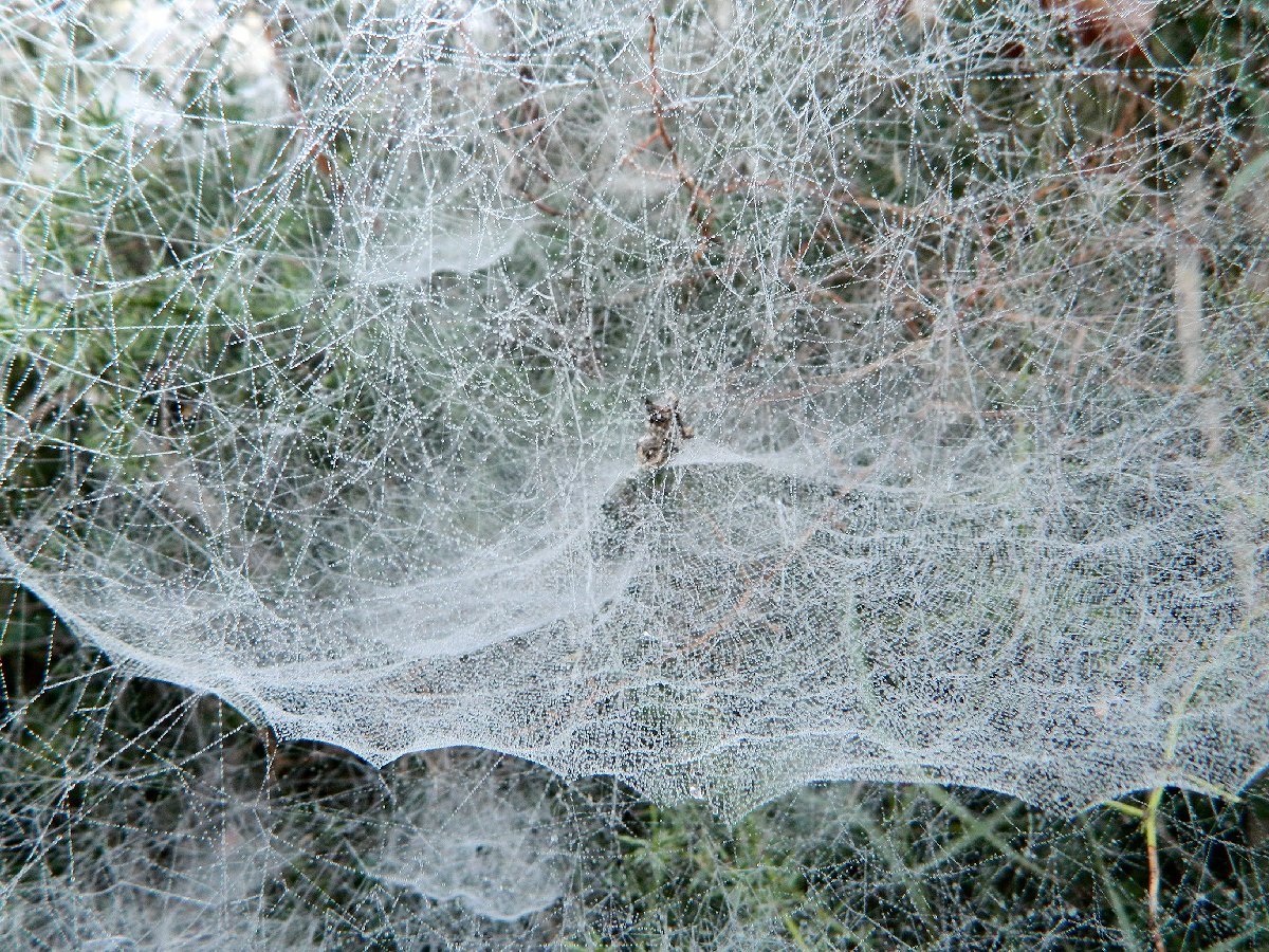 Tropical Tent Spider net complex-Web