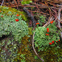 British Soldier Lichen