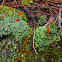 British Soldier Lichen