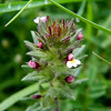 Red tarweed