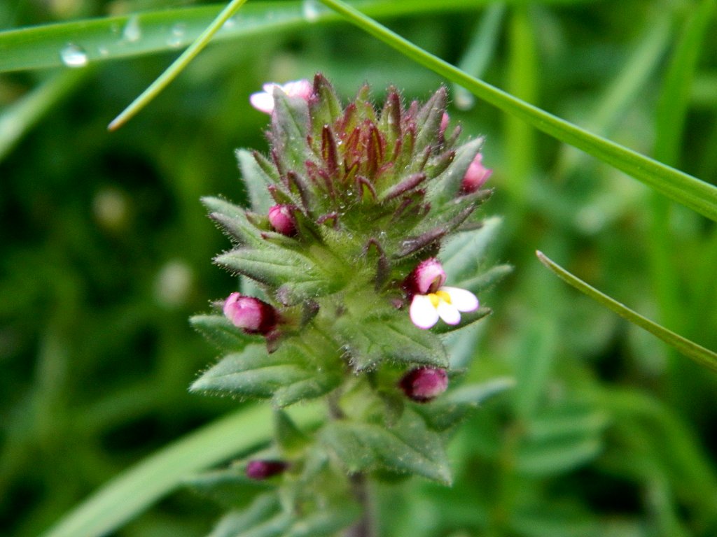 Red tarweed