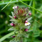 Red tarweed