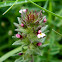 Red tarweed