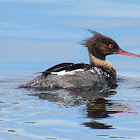 Red-breasted Merganser