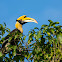 Great hornbill