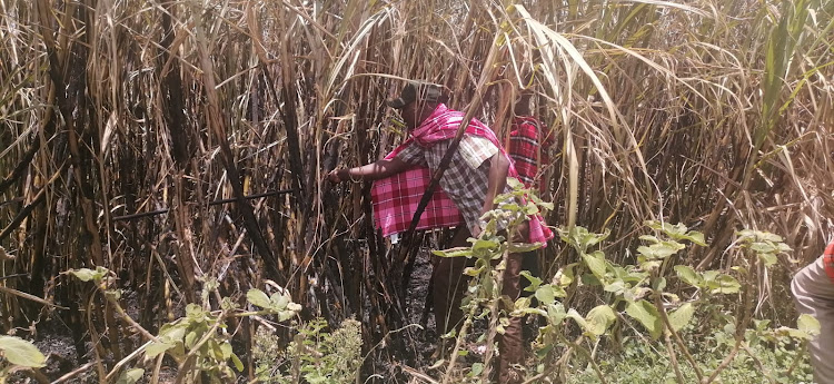 A sugarcane farmer inspects his farm at Mapashi in Transmara West, Narok County. Security agents have arrested two people over the arson and subsequent cross border skirmishes.