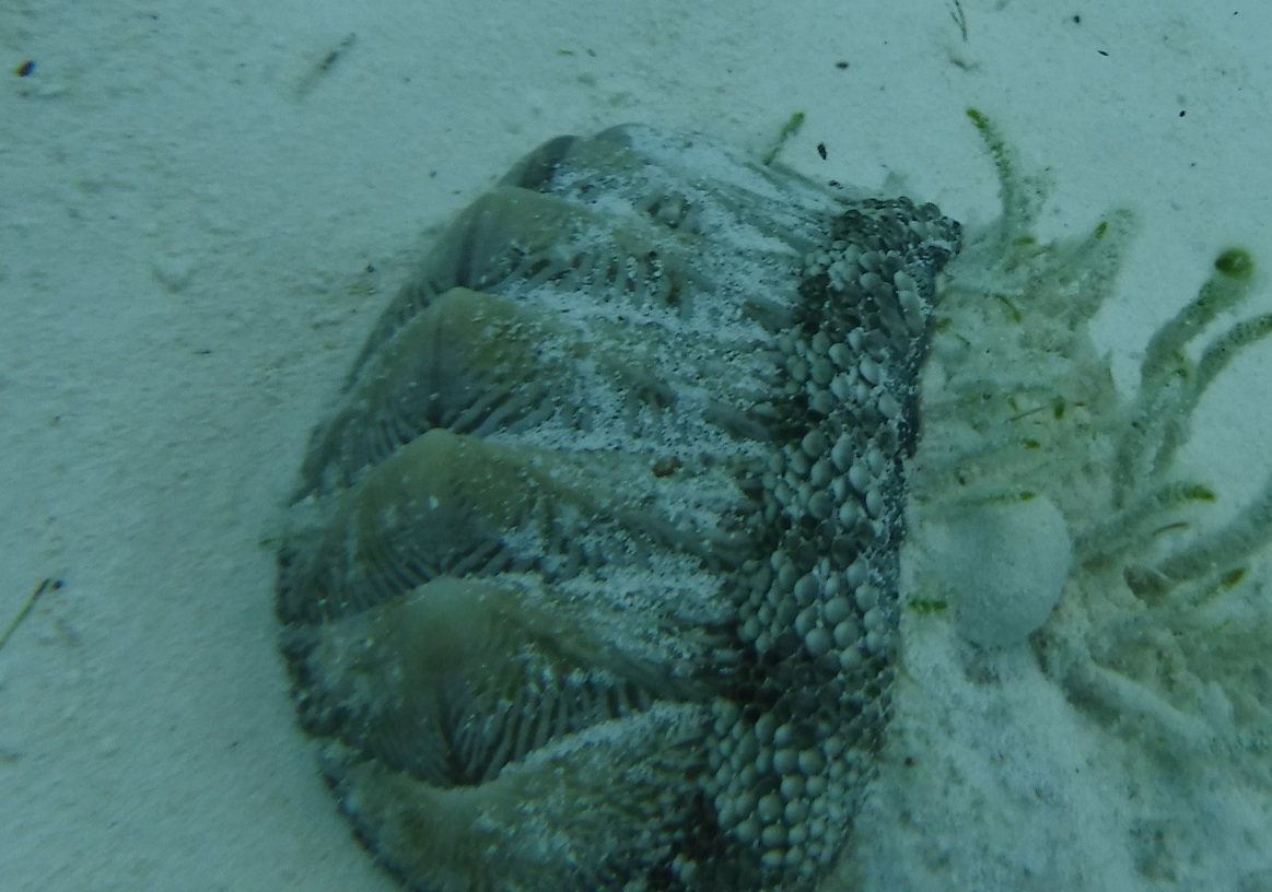 West Indian Fuzzy Chiton