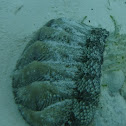 West Indian Fuzzy Chiton