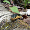 Eastern Garter Snake