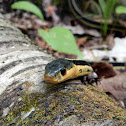 Eastern Garter Snake