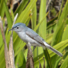 Blue-gray Gnatcatcher