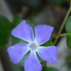 Greater Periwinkle / Αγριολίτσα