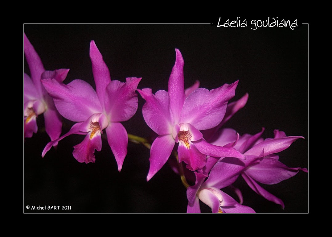 Laelia gouldiana - Page 2 LHR4lkXqLiF8HD74jpyzE283Ym_gi8qITTUwlhJdMOLuTbaaVOwQH4f7y_Sv0yWWAbSHkPzOvZXiPA=w1366-h768-no