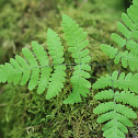 Northern Oak Fern