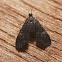 Black Duckweed Moth - 4754