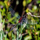 Crimson-ringed Whiteface