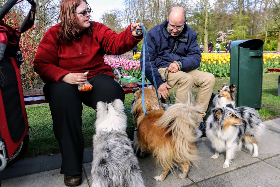 Парк Keukenhof, Ouddorp и Rotterdam "на закуску" - апрель 2017