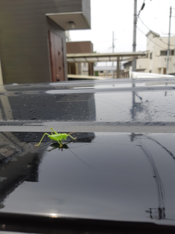 クロンさんが投稿した写真撮影・いつもイイネ&コメントありがとうございます🙇‍♂️・洗車・虫が寄ってくるに関するカスタム事例の投稿画像3枚目