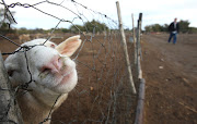 The department of agriculture has urged owners of livestock to report any sudden deaths of their animals following an anthrax outbreak in Lesotho.