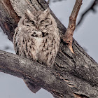 Eastern Screech Owl