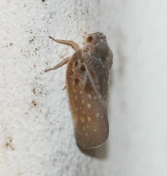 Citrus Flatid Planthopper