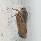 Citrus Flatid Planthopper