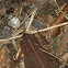 Eastern American Toad