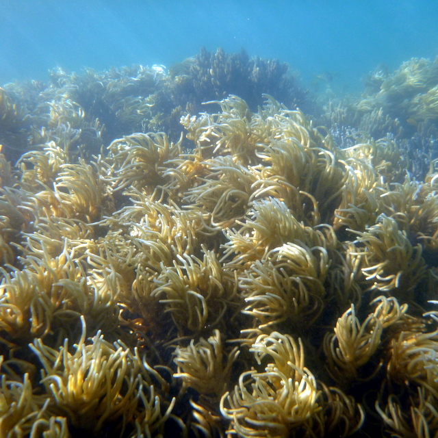 Spaghetti Coral