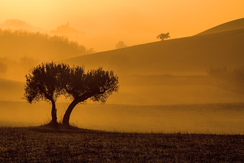 Luce dorata di renzodid