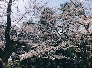 『 桜 を 咲 か せ ま し ょ う 』