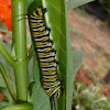 Monarch Caterpillars