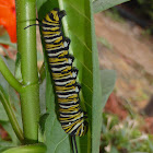 Monarch Caterpillars