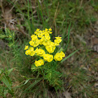 Cypress Spurge