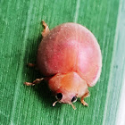 Orange Spotless Lady Beetle