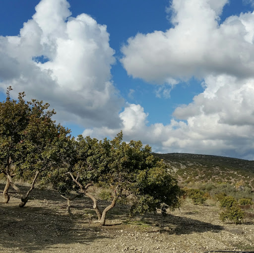 Castle among mastic-trees (Sou