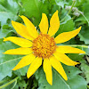 Carey's Balsamroot