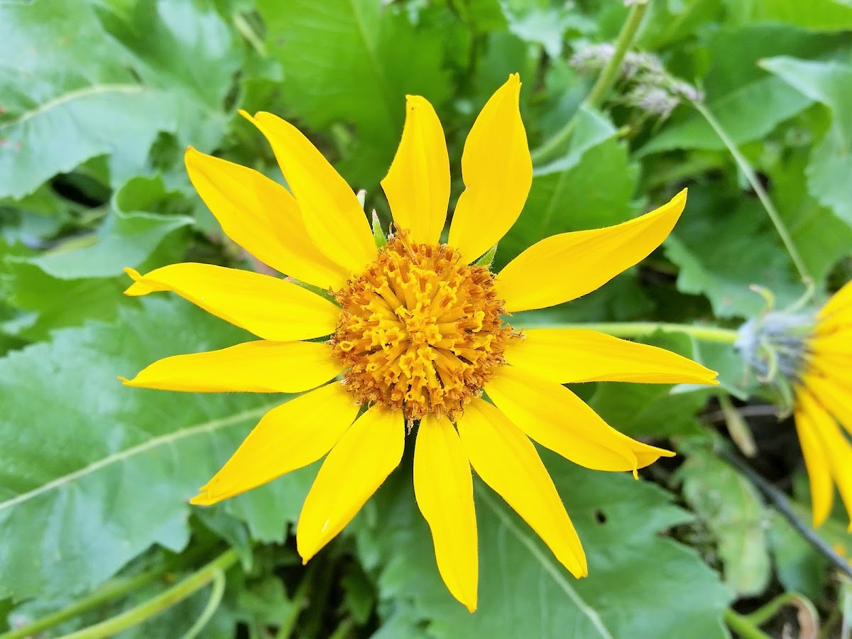 Carey's Balsamroot