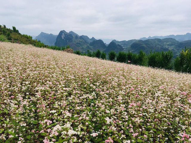 kinh-nghiem-di-ha-giang